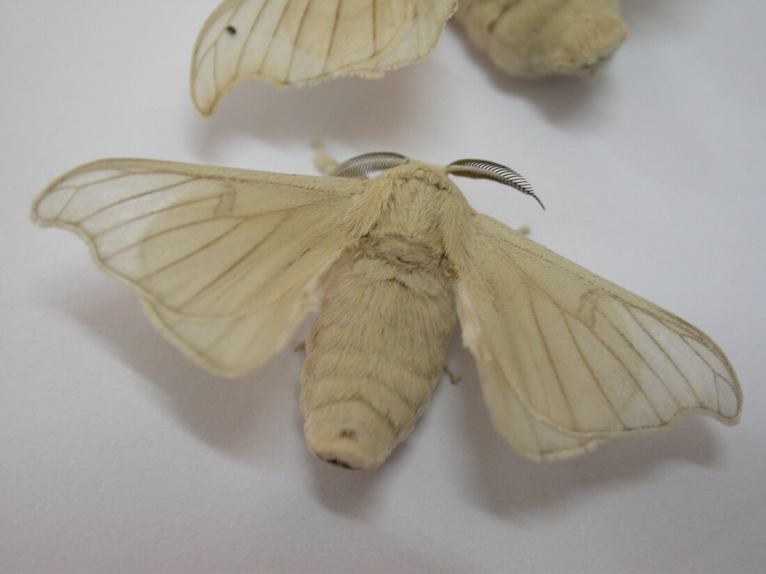 Bombyx mori