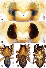 Miniatura para Sinodraconarius