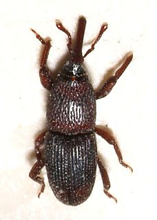 <i>Sitophilus</i> Genus of beetles