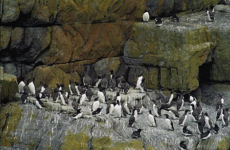 English: The Skellig Michael with The Razorbill Alca torda colony Polski: Wyspa Skellig Michael, kolonia alek zwyczajnych Alca torda