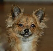 A sable longhaired Chihuahua portrait