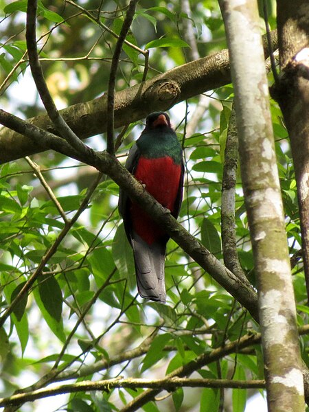 File:Slaty-tailed Trogon - Flickr - treegrow.jpg