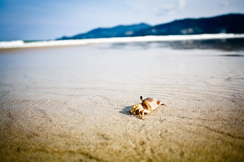 File:Small crab on sand beach (Unsplash).jpg