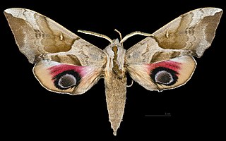 <i>Smerinthus planus</i> Species of moth