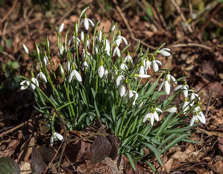 File:Snowdrops (Galanthus), Whitewebbs House, Enfield - geograph.org.uk - 3854239.jpg