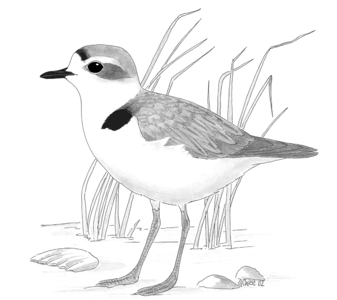 File:Snowy Plover.png