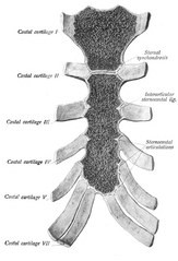 Sternum - Wikipedia