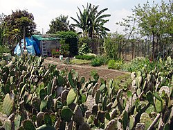 One of many cactus patches that served as natural fencing and food South Central Farm 44.jpg