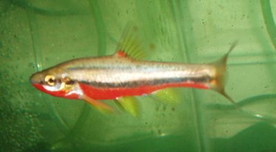 Southern Red-Bellied Dace.JPG