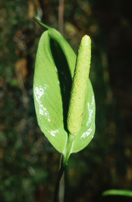 Tập_tin:Spathiphyllum_silvicola_1.jpg