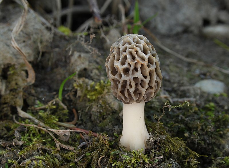 File:Speise Morchel Morchella esculenta.jpg