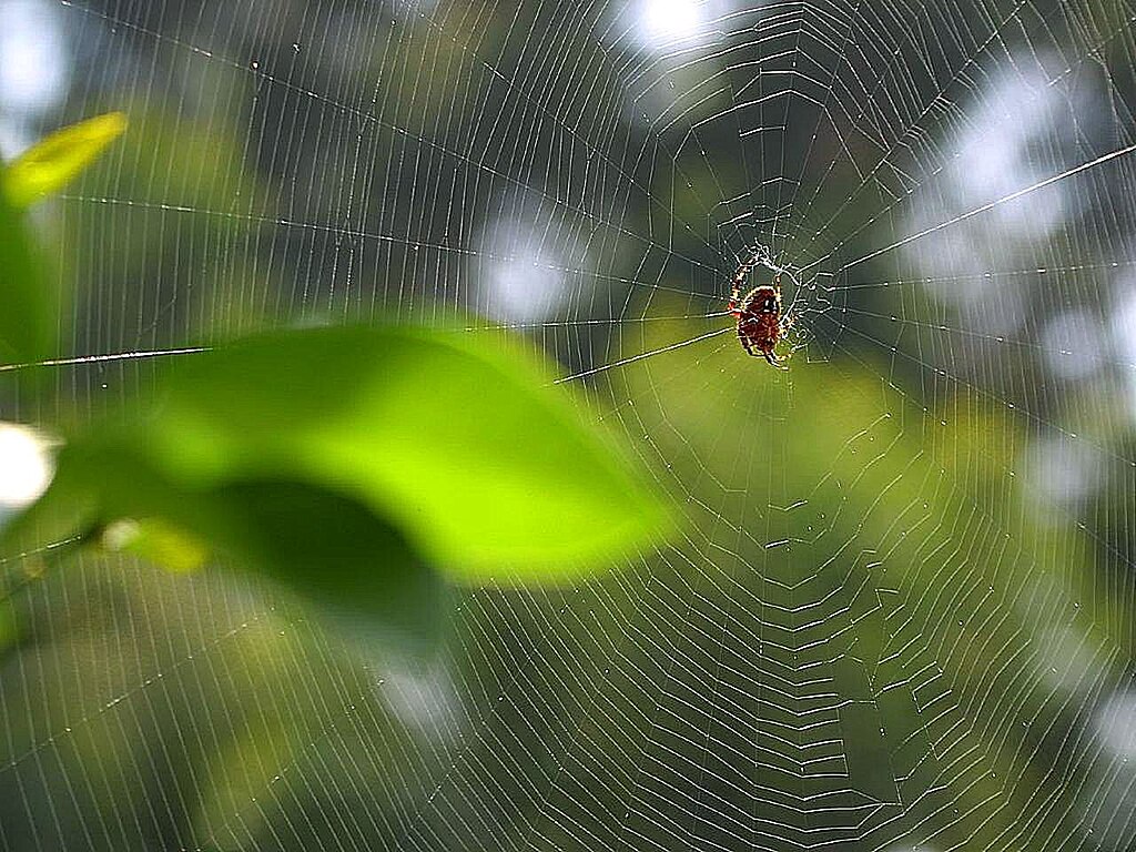 File:Common house spider and web.JPG - Wikipedia