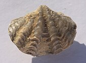 Fossilized shell of the Late Ordovician-Late Triassic brachiopod Spirifer Spirifer perlamosus pedunculate valve.jpg