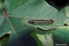 Caterpillar stage Spodoptera eridania.jpg