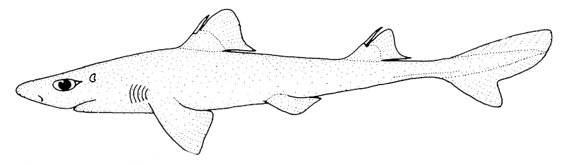 File:Squalus blainville (Longnose spurdog).gif