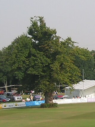 <span class="mw-page-title-main">St Lawrence Lime</span> Tree at St Lawrence cricket ground