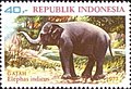 Asian Elephant Elephas maximus