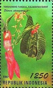 Stamp of Indonesia - 1997 - Colnect 254209 - Flora and Fauna - Shorea stenoptera.jpeg