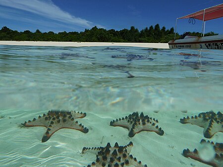 Fail:Starfish_in_lagoon_on_Pom_Pom_Island,_Celebes_resort,_Sabah.JPG