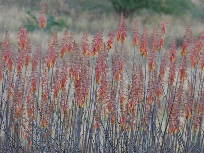 File:Starr-171214-0667-Aloe massawana-flowers-Honokanaia-Kahoolawe (38479906070).jpg