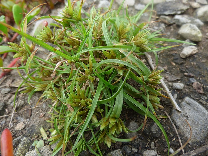 File:Starr-180421-0185-Cyperus polystachyos-var miser seeding habit-Honolua Lipoa Point-Maui (42554471845).jpg