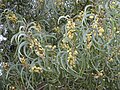 Starr 020124-0067 Acacia koaia.jpg