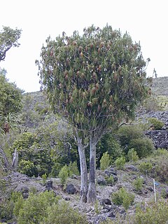 <i>Dracaena rockii</i> Species of tree