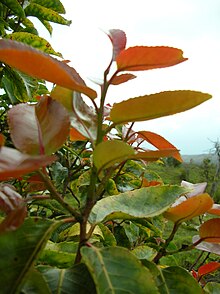 Starr 051105-8415 Xylosma hawaiiense.jpg