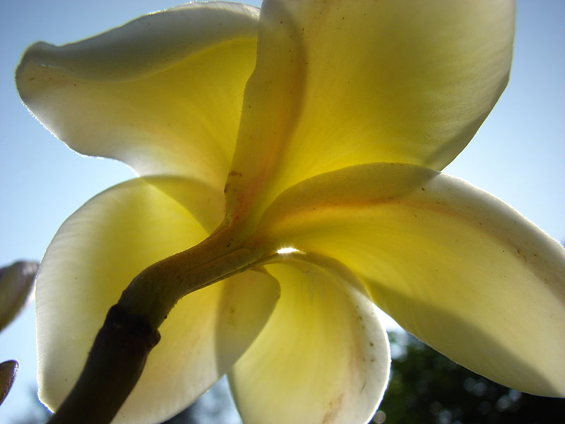 File:Starr 080601-5154 Plumeria rubra.jpg