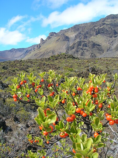 File:Starr 081014-0044 Coprosma montana.jpg