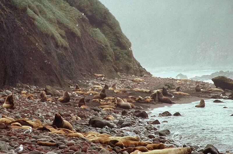 File:Steller sea lions mammals.jpg