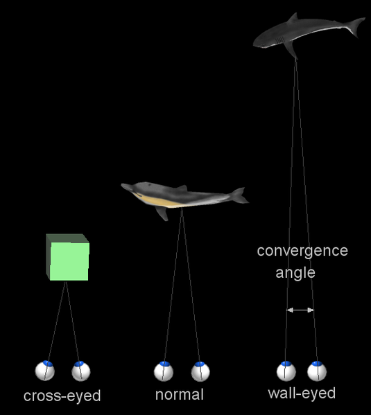 File:Stereogram Tut Eye Convergence.png