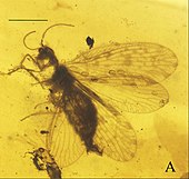 Stictosisyra pennyi Stictosisyra pennyi fig 1A.jpg