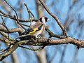 * Nomination European goldfinch (Carduelis carduelis) --Isiwal 14:32, 21 March 2020 (UTC) * Promotion  Support Good quality. --Charlesjsharp 14:35, 21 March 2020 (UTC)
