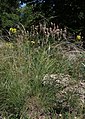 Stipa joannis