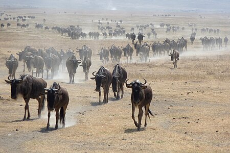 Tập_tin:Streifengnus_im_Ngorongoro.jpg