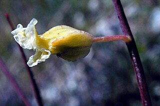 <i>Streptanthus glandulosus</i> Species of flowering plant