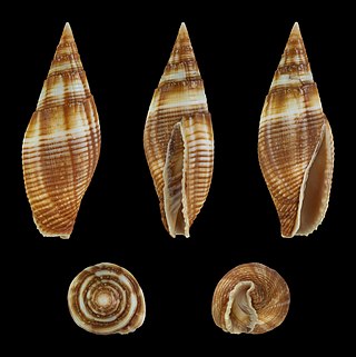 <i>Strigatella ambigua</i> Species of gastropod