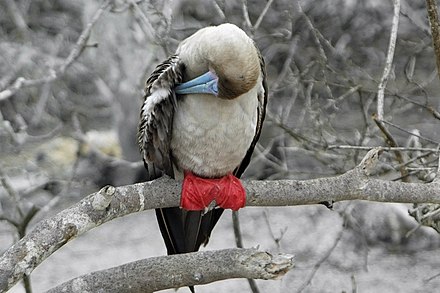 Red-footed booby (Sula sula) on Genovesa preening