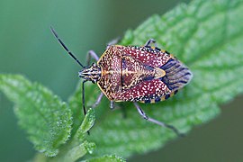 Agonoscelis versicoloratus (Sunflower seed bug) dorsal side