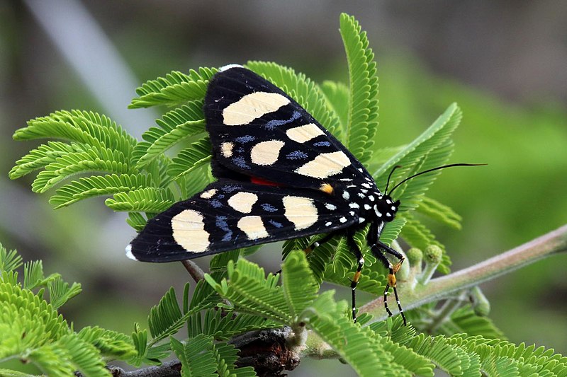 File:Superb false tiger moth (Heraclia superba).jpg