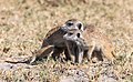 * Nomination Meerkats (Suricata suricatta), Makgadikgadi Pans National Park, Botswana --Poco a poco 10:19, 22 December 2018 (UTC) * Promotion  Support Good quality, and really cute! --Aristeas 10:41, 22 December 2018 (UTC)