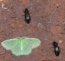 Synchlora frondaria P1310370a.jpg