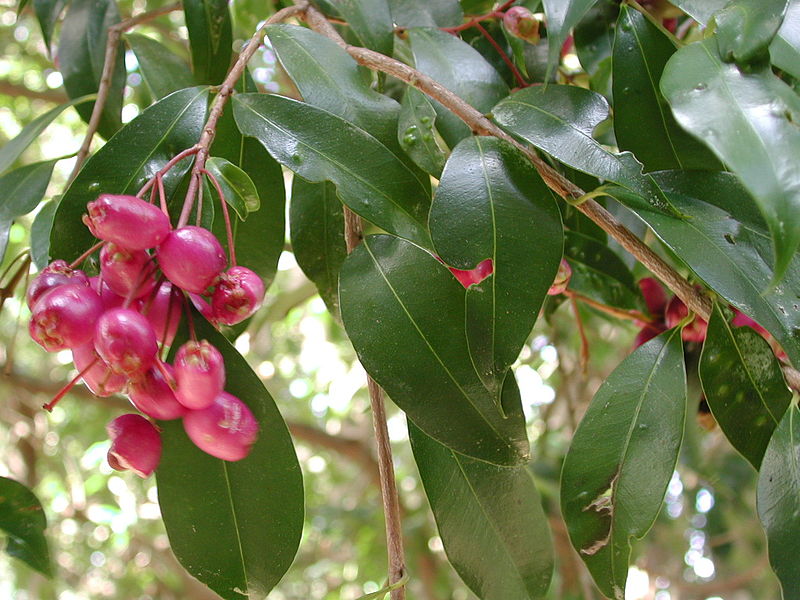 File:Syzygium australe.jpg