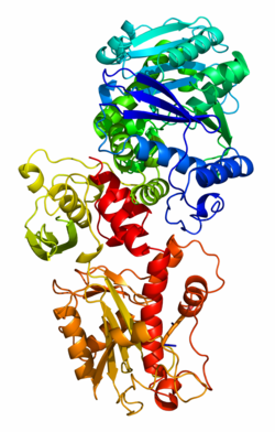 DNA-directed DNA polymerase