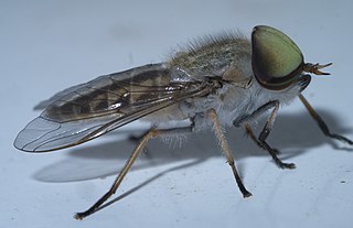 Tabaninae is a subfamily of horse flies in the family Tabanidae. There are more than 3000 described species in Tabaninae.