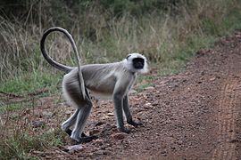 Mariol (Semnopithecus entellus) va aultap sodir