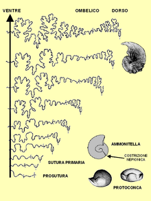Esempio di studio dell'ontogenesi di una specie di ammonite (Taramelliceras richei) basato sulla sutura. È visibile l'evoluzione dalla prosutura (con la relativa protoconca), alla sutura primaria (sutura della conchiglia embrionale o ammonitella, composta dalla protoconca e dal primo giro della spira fino alla costrizione nepionica), alla sutura secondaria, sempre più complessa fino allo stadio maturo. Ridisegnato da Palframan (1966)[83].