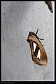 Tarsolepis japonica (17713829936).jpg