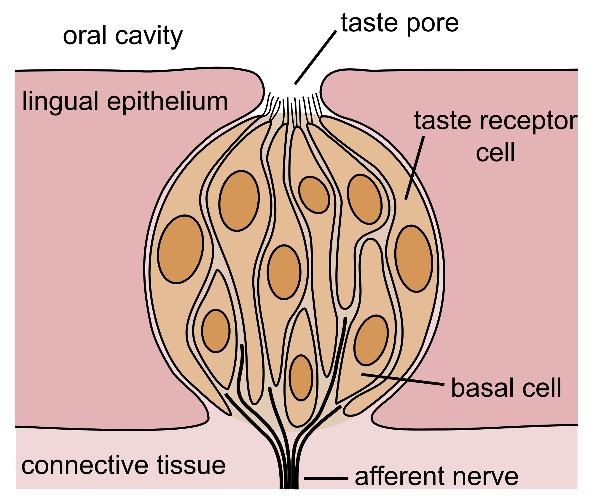 Image result for New Scientific study reveals changes to our taste buds.